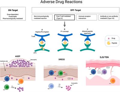 An Updated Review of the Diagnostic Methods in Delayed Drug Hypersensitivity